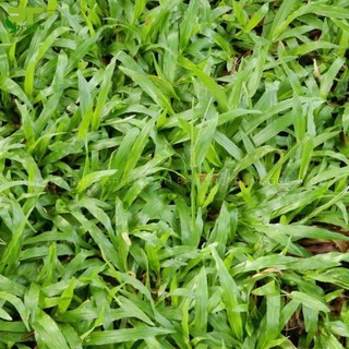 [NHẬP KHẨU F1] - Hạt giống cỏ lá Gừng Thái - trồng vườn tạo cảnh quan, cho gà ăn