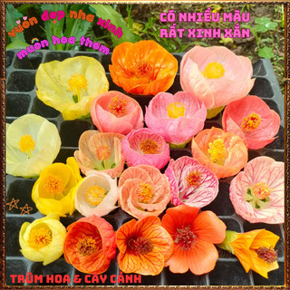 Chậu Cây Hoa Bụp Lồng Đèn MÀU HỒNG ĐẬM xinh xắn lạ mắt hoa quanh năm 🌺Làng Hoa Sa Đéc