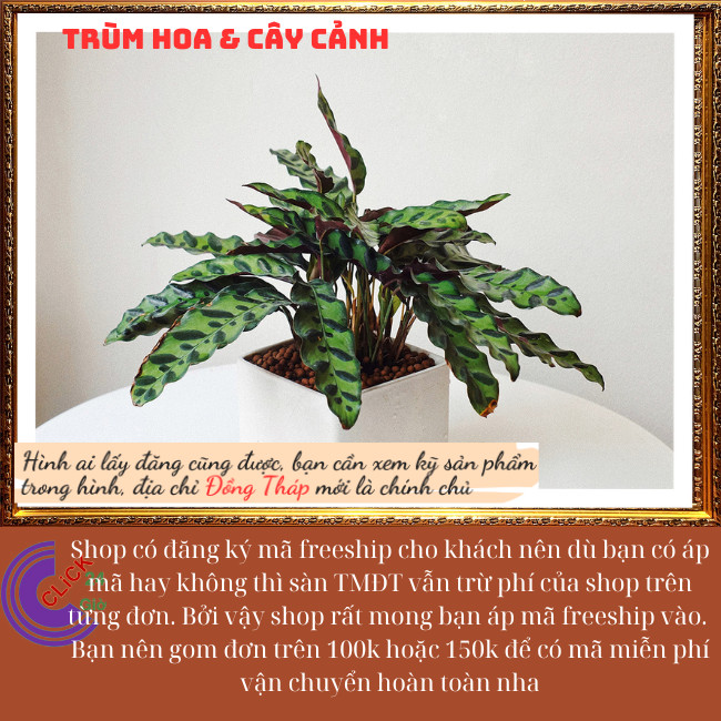 Chậu đuôi phụng để bàn có nhiều con sum mang lại may mắn tiền tài⏰Hoa Mười Giờ Bonsai & Phụ Kiện