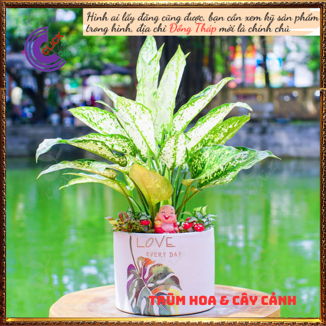 Cây Valentine trồng trong nhà mang may mắn siêu lọc không khí ⏰ Hoa Mười Giờ Bonsai & Phụ Kiện