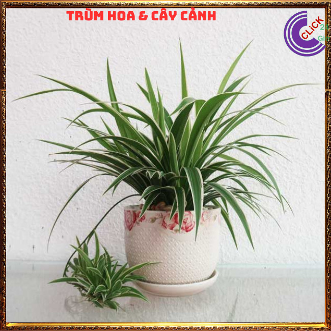 Chậu Ngải Kéo Khách Cây Phong Thủy Cầu Tài Mang May Mắn Đến⏰TRÙM HOA VÀ CÂY CẢNH