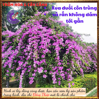 Cây lan tỏi siêu phẩm cổng, hàng rào xua đuổi rắn, côn trùng, trừ tà ️️🥁MiMa market
