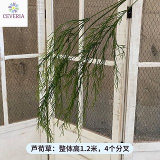 Cành măng tây có thân trang trí nhà cửa, hoa cưới, studio ảnh cưới CEVERIA