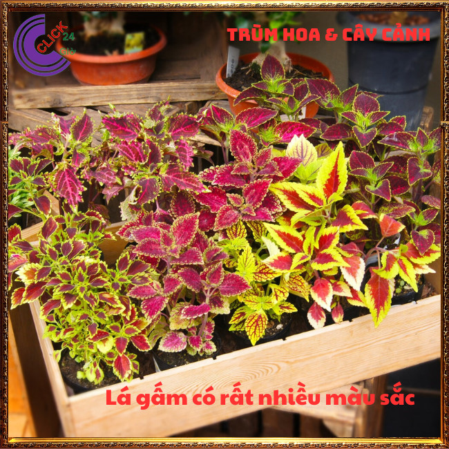 CÂY LÁ GẤM SỌC TÍM TÍA TÔ CẢNH MÀU SẮC NỔI BẬT ĐẸP LẠ ⏰ TRÙM HOA VÀ CÂY CẢNH