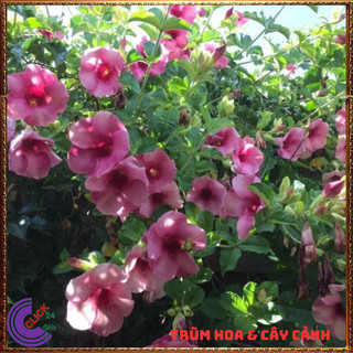 CHẬU CÂY HOA HUỲNH ANH TÍM TO ĐẰM THẮM LEO GIÀN TRỒNG BỤI ĐỀU ĐẸP💍 SHOP PP ONLINE CLICK 24 GIỜ