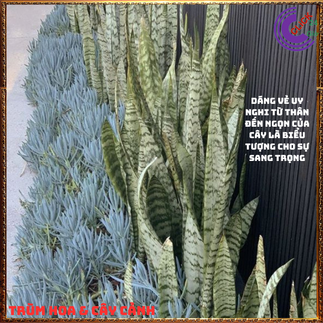 CHẬU CÂY LƯỠI HỔ CAO HƠN 50 CM CÓ NHIỀU CÂY LỚN KHỎE KHỬ ĐỘC TRỪ TÀ 🍇TRÙM HOA VÀ CÂY CẢNH
