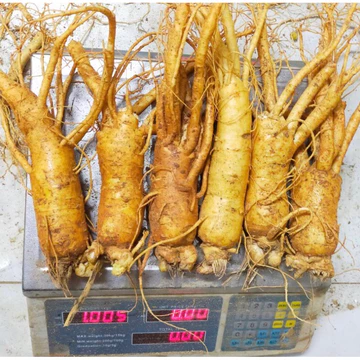 Nhân sâm tươi trụi ngâm mật ong 6 củ/kg, sâm trụi, sâm gãy rễ, nhân sâm hầm gà, nhân sâm Hàn Quốc-PP Sâm Yến Thái An