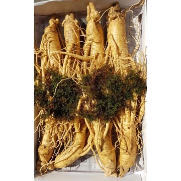 Nhân Sâm Tươi Hàn Quốc loai 8 Củ- 1kg, sâm tươi, sâm Hàn Quốc-PP Sâm Yến Thái An