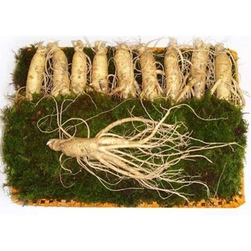 Nhân sâm tươi 10 củ/kg nhập khẩu từ Hàn Quốc, làm quà biếu, bồi bổ sức khỏe, sâm-PP Sâm Yến Thái An