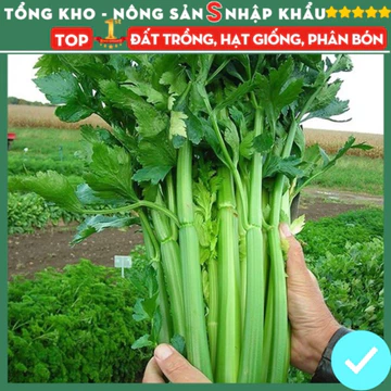 HẠT GIỐNG CẦN TÂY KHỔNG LỒ ÉP NƯỚC - Gói 500 hạt - Dễ Trồng Dễ Chăm Sóc Dễ Thu Hoạch