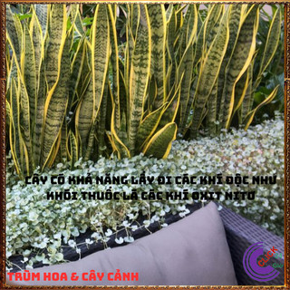 CHẬU CÂY LƯỠI HỔ CAO HƠN 50 CM CÓ NHIỀU CÂY LỚN KHỎE HẤP THỤ ĐỘC TỐ 🍇Hoa Mười Giờ Bonsai & Phụ Kiện