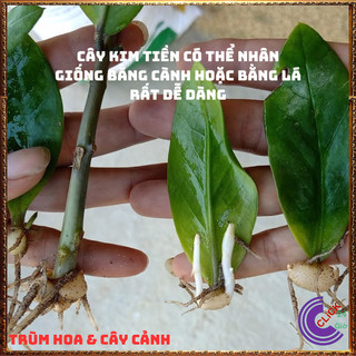 CHẬU CÂY KIM PHÁT TÀI NHỎ LÀM TIỂU CẢNH ĐỂ BÀN HÚT TÀI LỘC MAY MẮN 💍SHOP PP ONLINE CLICK 24 GIỜ