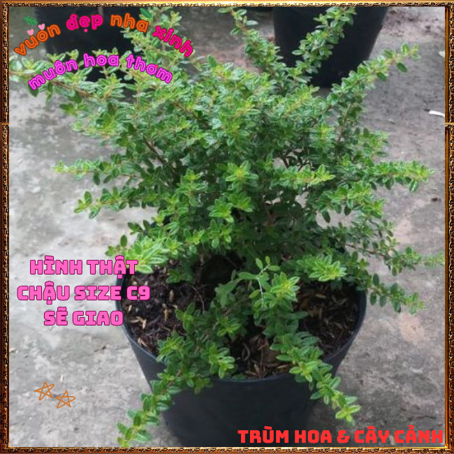 Chậu Cây Hàm Hương Thơm Mùi Cam Quýt Mật Ong Lưu Hương Lâu Dài Lọc Không Khí🔮 Hoa Mười Giờ Bonsai & Phụ Kiện