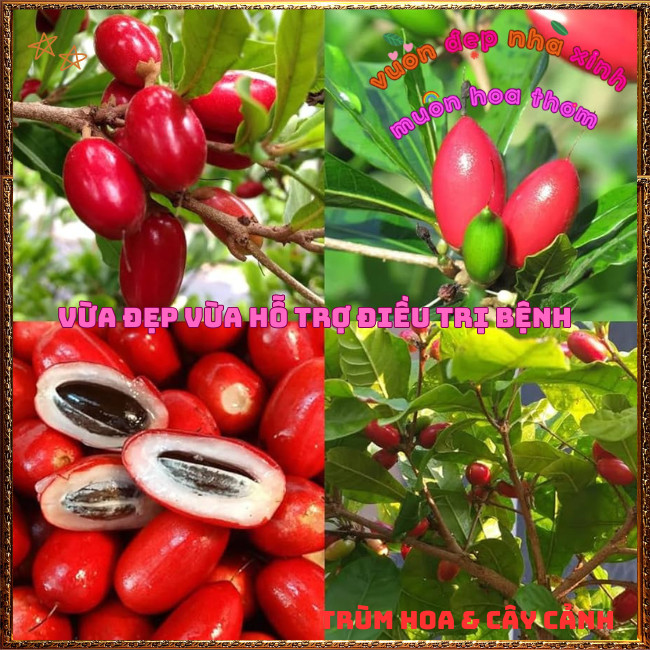 Chậu Cây Thần Kỳ Đổi Vị Cay Chua Đắng Mặn Thành Ngọt Thần Kì Chữa Bệnh✳️TRÙM HOA VÀ CÂY CẢNH