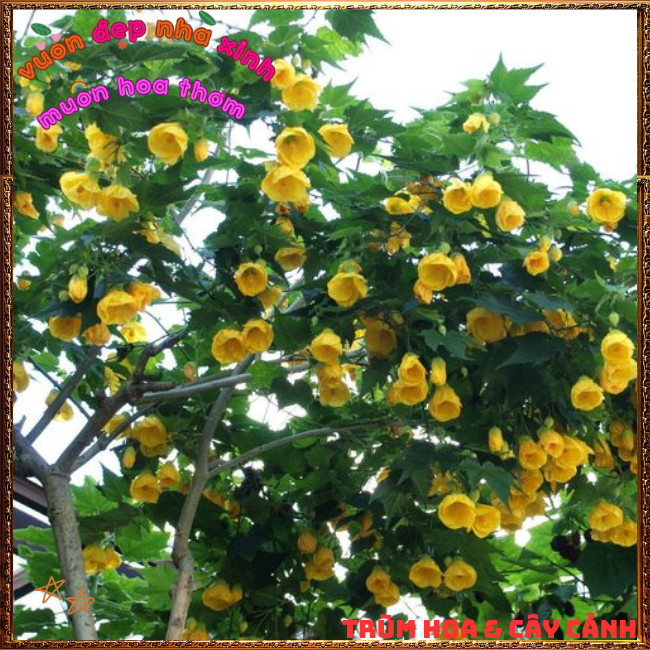 Chậu Cây Hoa Bụp Lồng Đèn VÀNG CHANH xinh xắn lạ mắt hoa quanh năm 💡Hoa Mười Giờ Bonsai & Phụ Kiện