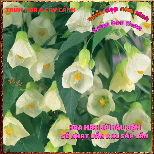 Chậu Cây Hoa Bụp Lồng Đèn TRẮNG KEM Râm Bụt Đèn Treo Màu Mới Tuyệt Đẹp✳️TRÙM HOA VÀ CÂY CẢNH