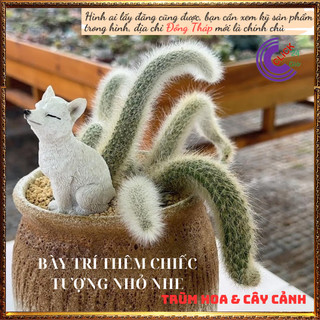 2 cây Xương rồng hồ ly đẹp như cổ tích, cầu tình duyên phúc lộc🕰 Yêu Nhà Yêu Hoa