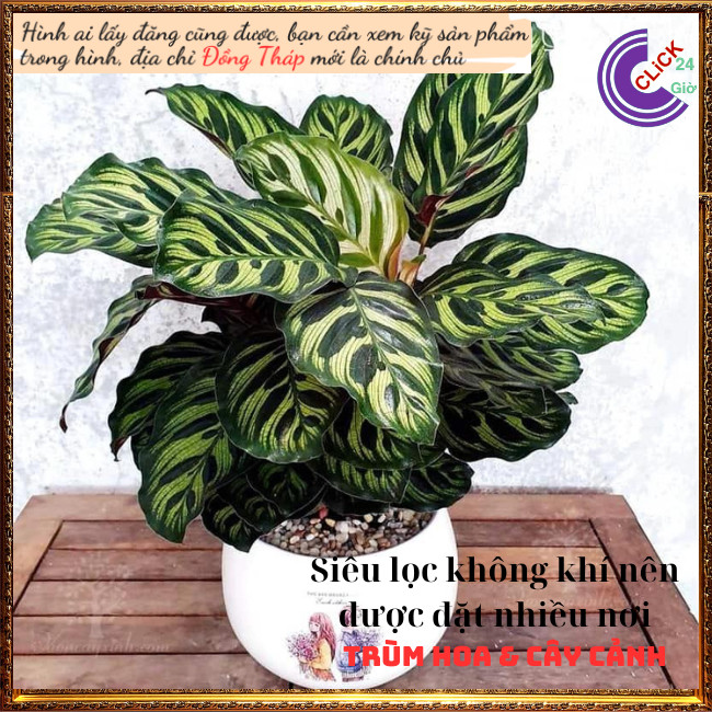 Cây đuôi công khổng tước cây trồng trong nhà lọc không khí siêu đỉnh ⏰ Hoa Mười Giờ Bonsai & Phụ Kiện
