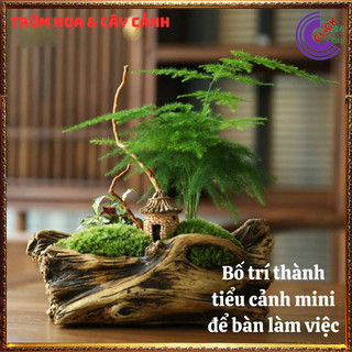 Cây kim thủy tùng trồng trong nhà cây phong thủy tốt để bàn làm việc️💄 Siêu Thị Hoa