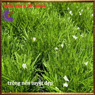 Cây Cỏ Mây Mỹ Siêu Cỏ Nền Xinh Xắn Đẹp Thanh Tao và Sang Trọng️💄 Siêu Thị Hoa