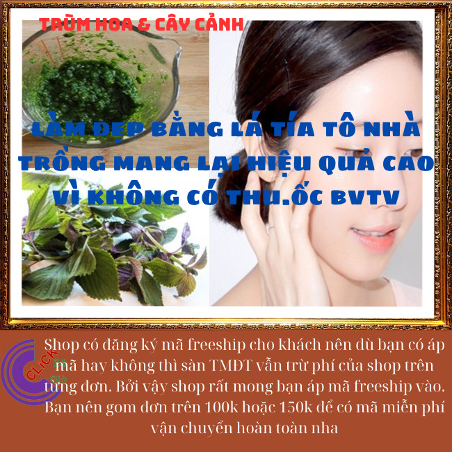 Chậu rau tía tô thơm ngon vừa là thảo dược rau nhà trồng siêu an toàn⏰Hoa Mười Giờ Bonsai & Phụ Kiện