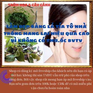 Chậu rau tía tô thơm ngon vừa là thảo dược rau nhà trồng siêu an toàn️💄Siêu Thị Hoa