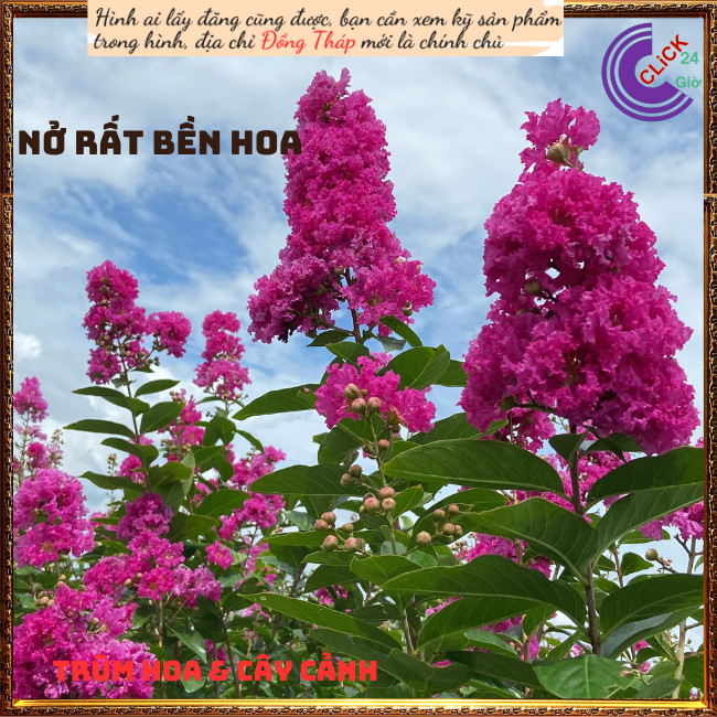 Chậu Hoa Bằng Lăng HỒNG Cao Gần 1 Mét Màu Mới Tuyệt Đẹp Hoa To🥑TRÙM HOA VÀ CÂY CẢNH