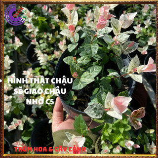2 CHẬU THẰN LẰN CẨM THẠCH GIỐNG THÁI LEO TƯỜNG TRỒNG CHẬU SIÊU XINH️️🥁 MiMa market