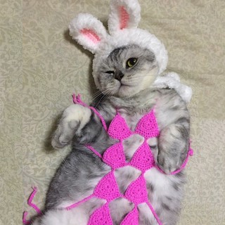 Handmade Dệt Kim Mèo Con Bikini Thú Cưng Đồ Lót Ngộ nghĩnh Chó Áo Ngực Thú Cưng Đạo Cụ Chụp Ảnh