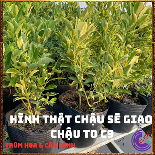 CHẬU QUẤT CẨM THẠCH CAO TRÊN 50CM CÂY TẮC, CÂY HẠNH THÁI SỌC ĐẸP 🕰 Yêu Nhà Yêu Hoa