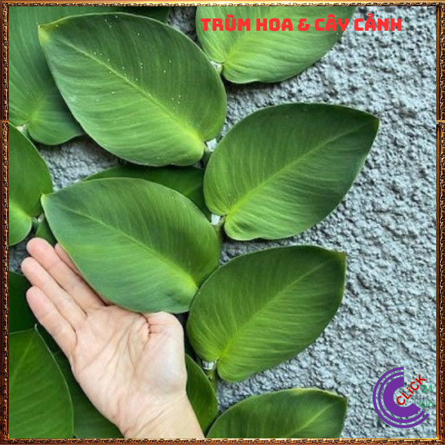 Cây TẮC KÈ XANH LÁ TO dây leo tường đẹp như tranh vẽ 60cm họ thằn lằn⏰Hoa Mười Giờ Bonsai & Phụ Kiện