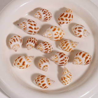 Tự nhiên Conch Ocean Series 3D Conch Phụ kiện Trang sức Tự làm Bông Tai Mũ nón Mặt Dây chuyền Phụ nữ Chất liệu Bán buôn