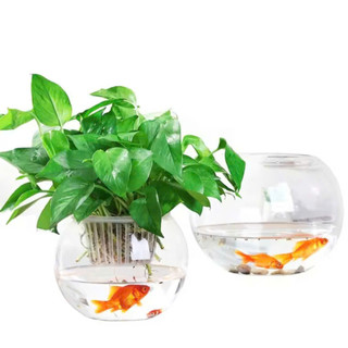 Rổ Nhựa Trồng Cây Thủy Sinh, Thủy Canh Cho Chậu Tròn (13x9cm)