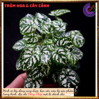 2 Chậu Môn Đốm Trắng Mini Chậu Giao có nhiều cây con, tách ra rất hời⌛ Siêu Thị Hoa Và Cây Giống