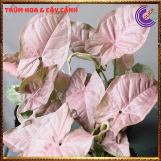 Chậu trầu bà hồng phú quý trồng trong nhà cây để bàn màu dễ thương 💍 SHOP PP ONLINE CLICK 24 GIỜ