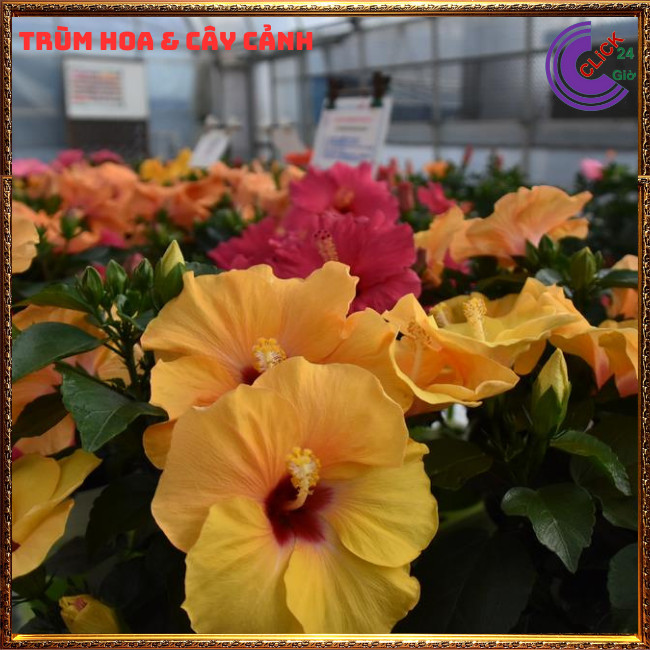 Cây hoa dâm bụt thái vàng tươi đơn bông bụp đại hồng hoa cẩm quỳ to⏰Hoa Mười Giờ Bonsai & Phụ Kiện