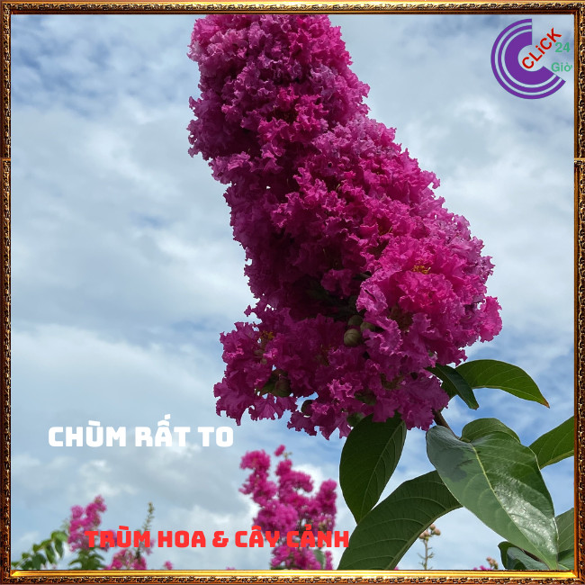 Chậu Hoa Bằng Lăng HỒNG Cao Gần 1 Mét Màu Mới Tuyệt Đẹp Hoa To🥑TRÙM HOA VÀ CÂY CẢNH