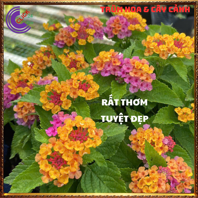 CHẬU TRÂM ỔI SIÊU HOA THƠM NGÁT BỘ SƯU TẬP NGŨ SẮC 50 MÀU RỰC RỠ⏳ TRÙM HOA VÀ CÂY CẢNH