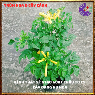CÂY HOA RẠNG ĐÔNG VÀNG ĐỨNG TỪNG CHÙM RẤT ĐẸP DỄ TRỒNG NỞ QUANH NĂM⏰ Hoa Mười Giờ Bonsai & Phụ Kiện