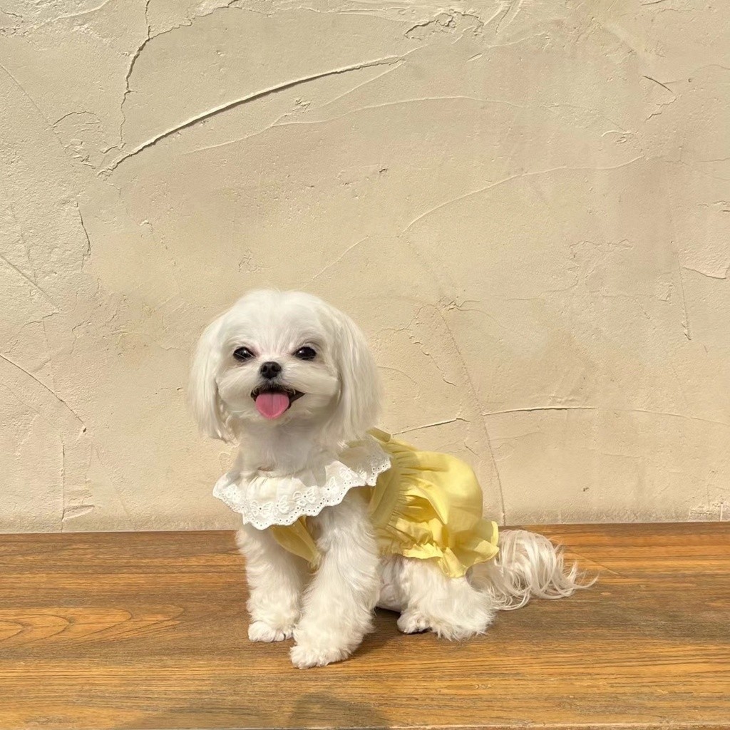 Dễ Thương Phong Cách Công Chúa Maltese Thú Cưng Chó Macaron Quần Áo Váy Ren Mỏng Phong Cách Mùa Hè Mèo Chống Trơn JN81- * * &