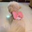 Nơ Ngực Lưng Dây Xích Chó Phong Cách Mùa Hè Thoáng Mát Cho Chó Ngực Ngoài Trời Dây Xích Đi Bộ Chó Dễ Thương Đi Bộ Dụng Cụ Tiện Dụng Teddy Pomeranian Maltese