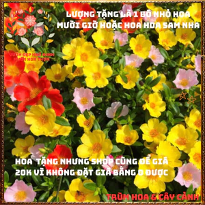 Hoa tặng, Phân bón tặng và một số sản phẩm thanh lý xả kho giá rẻ 📧 Top Loài Hoa Đẹp Nhất Thế Giới