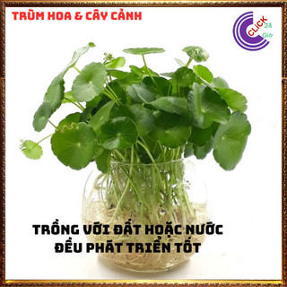 2 chậu rau má nhật cỏ đồng xu cây để bàn làm việc cầu thăng tiến⏰ Hoa Mười Giờ Bonsai & Phụ Kiện