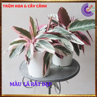 Chậu Hồng Yến Cây Nội Thất Cây Hồng Quân Tử Để Bàn Làm Việc ⏰ Hoa Mười Giờ Bonsai & Phụ Kiện
