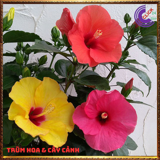 Chậu hoa râm bụt vàng tươi cánh đơn bông bụp thái đại hồng hoa cẩm quỳ⌛Siêu Thị Hoa Và Cây Giống