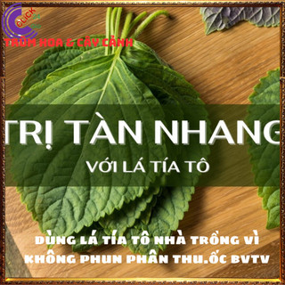 Chậu rau tô diệp thơm ngon vừa là thảo dược rau nhà tự trồng siêu sạch️️🥁MiMa market