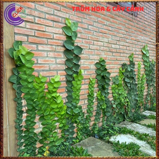 Chậu TẮC KÈ THÁI LÁ KHỔNG LỒ cao 60cm bám tườngđẹp và sang họ thằn lằn⏰TRÙM HOA VÀ CÂY CẢNH