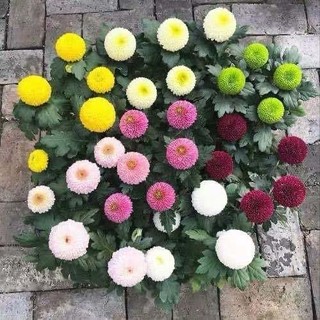 [NỞ 4 MÙA] - Hạt Giống Hoa Cúc Ping Pong Mix 15 màu Loại dễ trồng tỉ lệ nảy mầm 98%