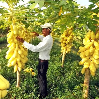 HÀNG NHẬP KHẨU - có bảo hành -> Sét 2 Gói hạt giống đu đủ vàng siêu năng suất, ăn thơm ngon