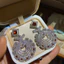 Hàn Quốc Bông tai khí chất thanh lịch Zircon sang trọng tinh tế Hàn Quốc Bán buôn